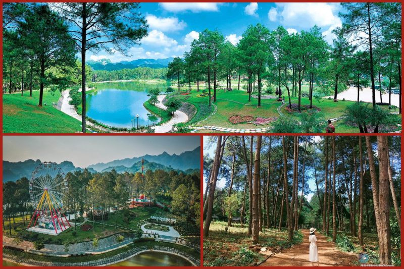 Ban Ang Pine Forest in Vietnam